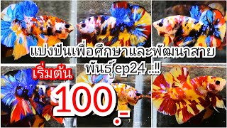 แบ่งปันเพื่อศึกษาและพัฒนาสายพันธุ์ ep24 ..!! #bettafish #ปลากัด #betta