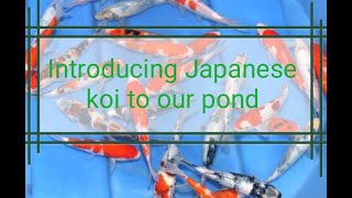 Unboxing Japanese Koi Carp |myaquaworld.in