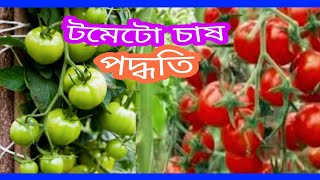 টমেটো চাষের সঠিক পদ্ধতি! শীতকালীন টমেটো চাষ পদ্ধতি,Tips Bd Channel