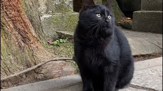 【伏見稲荷】ちょっとだけ遊んでくれる黒子猫ルシ　A black kitten playing a little