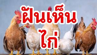 ฝันเห็นไก่ ทำนายฝัน เลขนำโชค