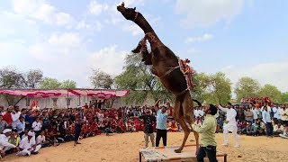 राजस्थानी ऊंट का इतना सुंदर डांस आपने पहले कभी नहीं देखा होगा | Camel Dance/ unt ka dance video 2023