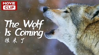 《狼来了》/ The Wolf Is Coming 妻子偷偷把小狼崽送走 丈夫追回【电影片段 | 20210122】