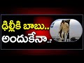 CM Chandrababu Delhi Tour : PDTV News