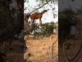 Life is getting hot for animals so goats learn to climb up the tree, Aluel in Aweng by Augustino