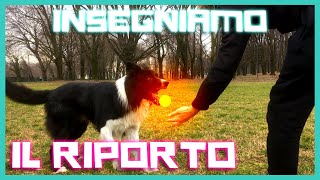 Come INSEGNARE il RIPORTO al CANE in modo EFFICACE