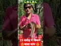 25 करोड़ में बिकने वाला सांप 🐍। दो मुंह वाला सांप shorts youtubeshorts viral