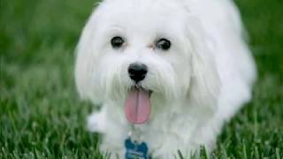 TOP 200 Cutest Puppies in the World