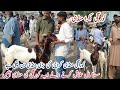 Korngi Bakra Mandi latest update in Karachi cheapest goat market