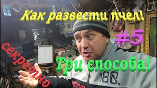 ✅ Увеличение пасеки КАК РАЗВЕСТИ ПЧЕЛ три способа! #пчеловодство1