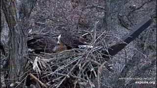 Decorah North Nest 12-4-24 Mr brings a cornhusk for DNF