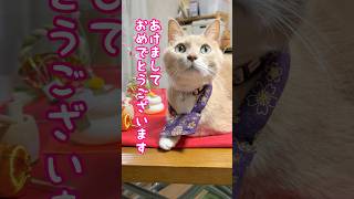 【猫和尚】2025年も良い年になりますように #cat #cute