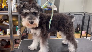 【可愛く大変身！】ミニチュアシュナウザーのソイ君(生後8ヶ月) #miniatureschnauzer #ミニチュアシュナウザー #犬