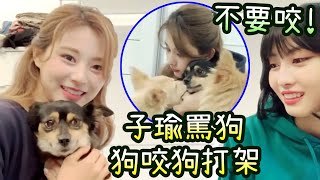 Twice Tzuyu scolding a dog after biting, 2 dogs fight