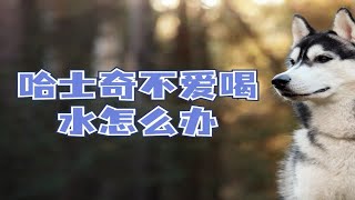 哈士奇不爱喝水怎么办横屏完整版