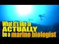 What it's like to ACTUALLY be a marine biologist | SciAll.org