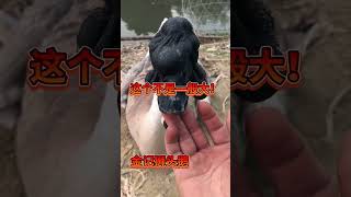 记录我的农村生活 #黑天鹅#duck