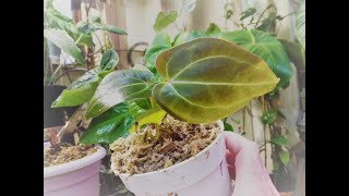 Anthurium seedlings up-pot🌿