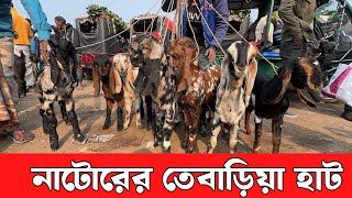 নাটোর তেবাড়িয়া হাট থেকে ক্রস জাতের বড় ছাগল ছোট ছাগল গাড়লের দাম জানুন Goat bazar