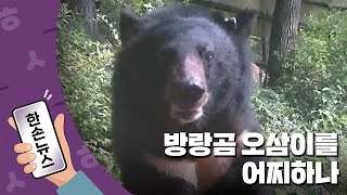 [한손뉴스] 방랑곰 오삼이를 어찌하나 / YTN