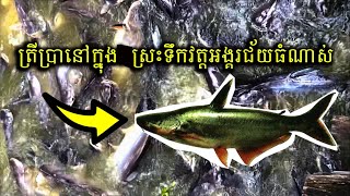 sutchi catfish in (angkor chey) pagoda-ស្រះទឹកក្នុងវត្តអង្គរជ័យមានត្រីប្រាធំ