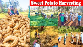 சர்க்கரைவல்லி கிழங்கு அறுவடை / Harvesting Sweet Potato / Sarkaraivalli kilanku aruvadai