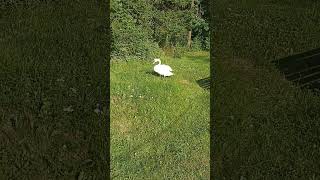 white swan walking