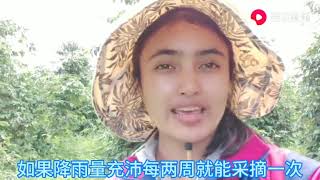 印尼美女实拍当地农村：看看我们的真实生活，和中国农村差距大吗   西瓜视频