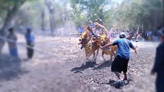 PART 3 CAHAYA FAMILY|kerap sapi betina terheboh