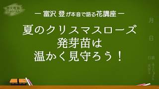 夏のクリスマスローズ　発芽苗は温かく見守ろう！　　ー富沢登の本音で語る花講座ー