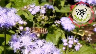 🎶アゲラタムに来ている日本ミツバチ🐝💫 Japanese honeybee  (Apis cerana japonica) coming to agaratum in my garden