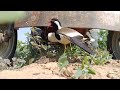 red wattled lapwing अचानक ट्रैक्टर के नीचे आई टिटोड़ी के अंडे पर बैठी तो मां ही होती है titodi