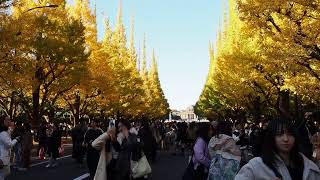 紅葉散歩　神宮外苑　いちょう並木　2024/11/24 b10