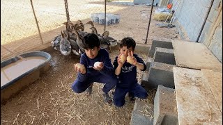 اخيراً الوز 🦆🦢انتج اول بيض 😍🥳