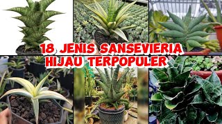 18 JENIS SANSEVIERIA HYBRID HIJAU TERPOPULER!!