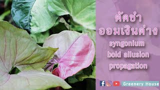 ต้นออมเงินด่าง ตัดชำแบบง่ายๆ syngonium bold allusion variegated propagation