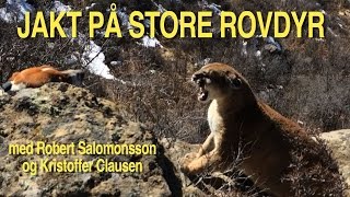 Jakt på store rovdyr, Trailer av Kristoffer Clausen. Hunting large predators.