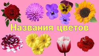 Цветы. Названия цветов на русском языке. #цветы