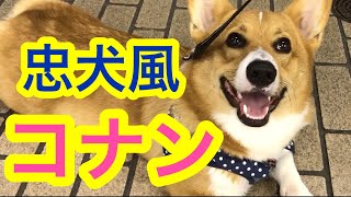 【ナンパする犬】迎えに来た風にナンパ待ちする忠犬風コナン こぎちゅーばーコナン CONAN's HAPPY DAYs