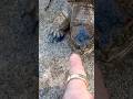 Large, tame pet COMMON Snapping turtle comes to owner for scratches!!