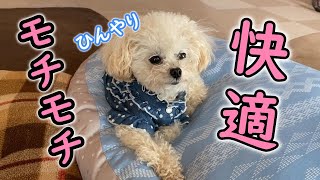 【ニトリ】犬を虜にしたNクールのもちもちクッション