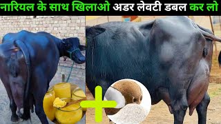 मात्र 5 दिन खिलाए अडर लेवटी डबल करे लो।Udder kaise badhaye | How to increase milk \u0026 Udder