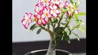 Unboxing My Desert Rose Adenium