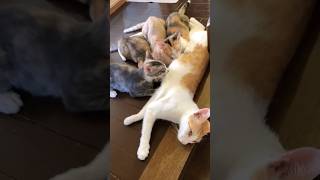 注意！階段きわ授乳中！保護親子猫。生後3ヶ月 #保護猫 #子猫 #授乳中 #cat #kitten