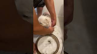 #shorts Dog forced to take a bath after a walk 🐶 [Maltese]