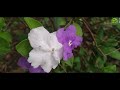 brunfelsia latifolia