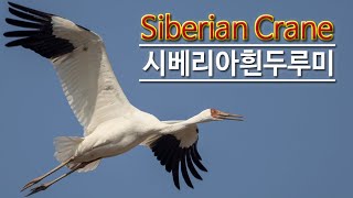 Siberian Crane 시베리아흰두루미 최종