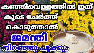 ജമന്തി ചെടി നിറയെ പൂക്കാൻ/Chrysanthemum Plant Care Malayalam/Powerful Fertilizer For Jamanthi plants