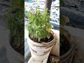 basil plant grow in container tulsi ko gamle mai ugaai holy basil tulsi ka paida #shorts #greenshots