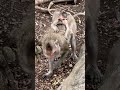 #Animakey #mom&baby#lovelymonkey#babysocute#viral#animals#youtube#shorts#like#Subscribe#…